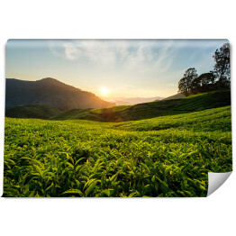 Fototapeta samoprzylepna Herbaciana plantacja na wzgórzach Cameron, Malezja