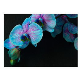 Plakat samoprzylepny Bukiet fioletowo niebieskich orchidei na czarnym tle