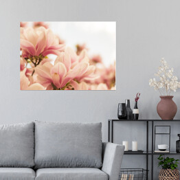 Plakat samoprzylepny Magnolia w pastelowych barwach kwitnąca na wiosnę