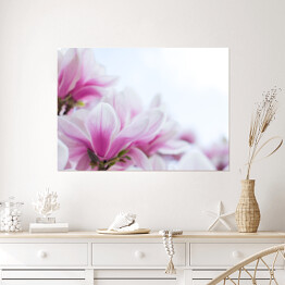 Plakat samoprzylepny Różowa magnolia kwitnąca na wiosnę