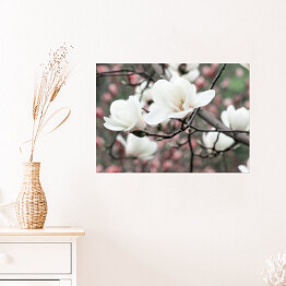 Plakat Wiosenne kwiatowe tło z białymi kwiatami magnolii