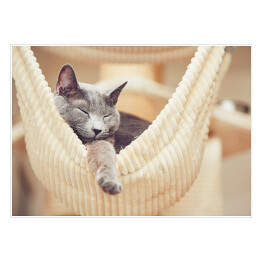 Plakat Odpoczywający rosyjski niebieski kot