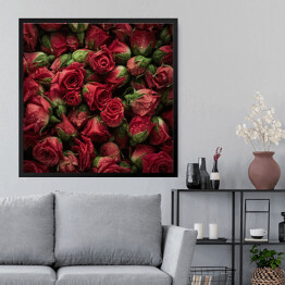 Obraz w ramie Róże z kroplami wody