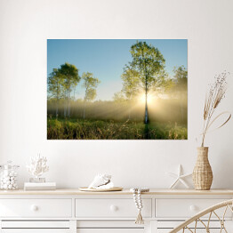 Plakat Promienie słoneczne oświetlające drzewa na łące