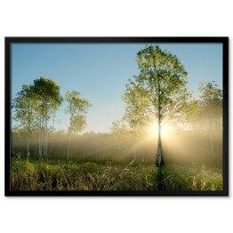 Plakat w ramie Promienie słoneczne oświetlające drzewa na łące