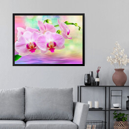 Obraz w ramie Kwiat storczyka nad wodą