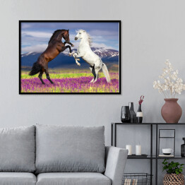 Plakat w ramie Dwa konie na kwiecistym polu na tle gór