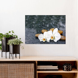 Plakat Dwa kwiaty orchidei i jasne kamienie
