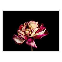 Plakat samoprzylepny Wysuszony różowy kwiat na czarnym tle