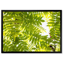 Plakat w ramie Zielone liście na drzewie - przyroda