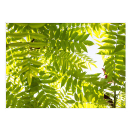 Plakat Zielone liście na drzewie - przyroda