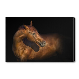 Obraz na płótnie Piękny portret brązowego konia