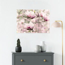 Plakat samoprzylepny Kwitnąca biała magnolia wiosną
