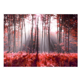 Plakat Jesienne, czerwone liście w lesie