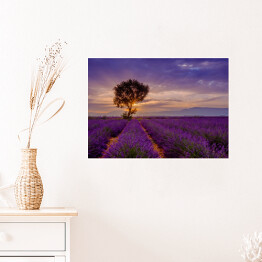Plakat samoprzylepny Drzewo w polu lawendy przy wschodzie słońca we Francji
