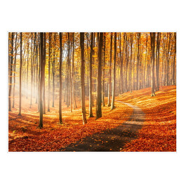 Plakat Czerwona i żółta jesień w bukowym lesie