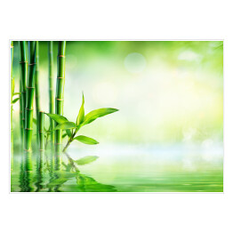 Plakat Pędy bambusa wystające z wody