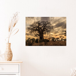 Plakat samoprzylepny Stary baobab o zmierzchu, Tanzania