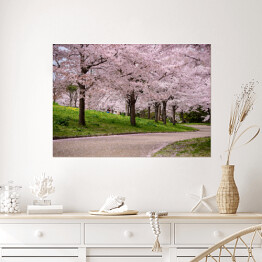 Plakat Kwitnące wiśnie, Japonia
