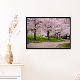 Plakat w ramie Kwitnące wiśnie, Japonia