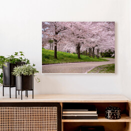 Obraz na płótnie Kwitnące wiśnie, Japonia