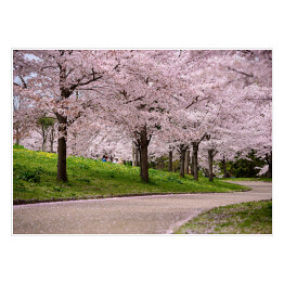 Plakat samoprzylepny Kwitnące wiśnie, Japonia