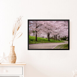 Obraz w ramie Kwitnące wiśnie, Japonia