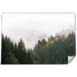 Fototapeta samoprzylepna Góry z jodłami pokryte mgłą
