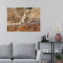 Plakat samoprzylepny Gepard wypatrujący zdobyczy