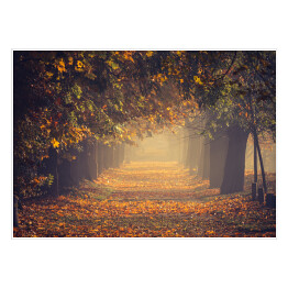 Plakat Jesienna, kolorowa drzewna aleja w parku w słoneczny dzień, Krakow, Polska