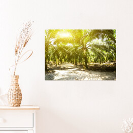 Plakat Plantacja oleju palmowego oświetlona porannym słońcem