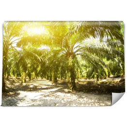 Fototapeta Plantacja oleju palmowego oświetlona porannym słońcem