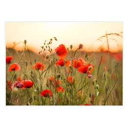 Plakat samoprzylepny Pole pszenicy z czerwonymi kwiatami