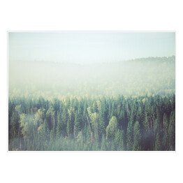 Plakat samoprzylepny Gęsta poranna mgła w lesie iglastym