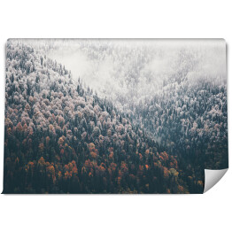 Fototapeta winylowa zmywalna Mglisty Jesień Las iglasty Krajobraz widok z powietrza tło Podróż pogodny widok