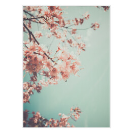 Plakat Gałąź kwitnącej wiśni na tle niebieskiego nieba