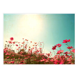 Plakat samoprzylepny Kwiaty polne w słoneczny dzień