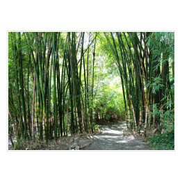 Plakat Las bambusowy