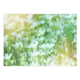 Plakat samoprzylepny Łąka z białymi kwiatami