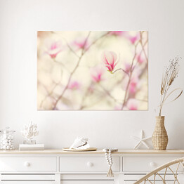Plakat samoprzylepny Kwiat magnolii kwitnący wiosną