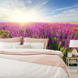 Fototapeta winylowa zmywalna Fioletowe wiosenne kwiaty na łące 