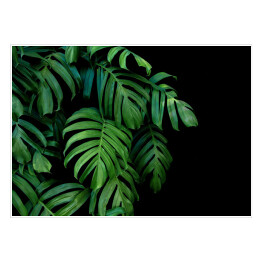 Plakat Dzikie palmowe liście