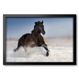 Obraz w ramie Czarny koń skaczący na polu pokrytym śniegiem