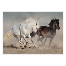 Plakat Białe i czarne konie galopujące w kurzu