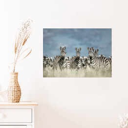 Plakat samoprzylepny Zebry na tle pochmurnego nieba