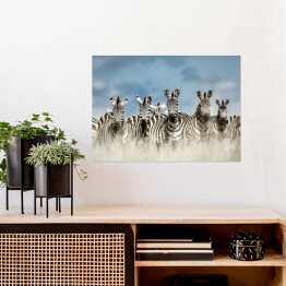 Plakat samoprzylepny Zebry spoglądające w kamerę w dzikiej sawannie, Afryka