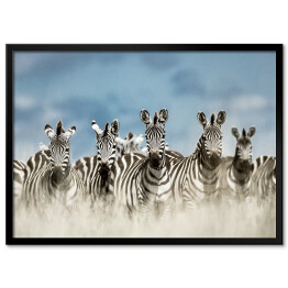 Plakat w ramie Zebry spoglądające w kamerę w dzikiej sawannie, Afryka