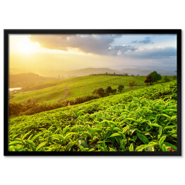 Plakat w ramie Plantacja herbaty w promieniach słońca