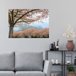 Plakat Kwitnąca wiśnia w Salem, Oregon