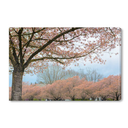 Obraz na płótnie Kwitnąca wiśnia w Salem, Oregon